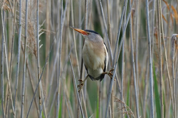 Little Bittern (Ixobrychus minutus)