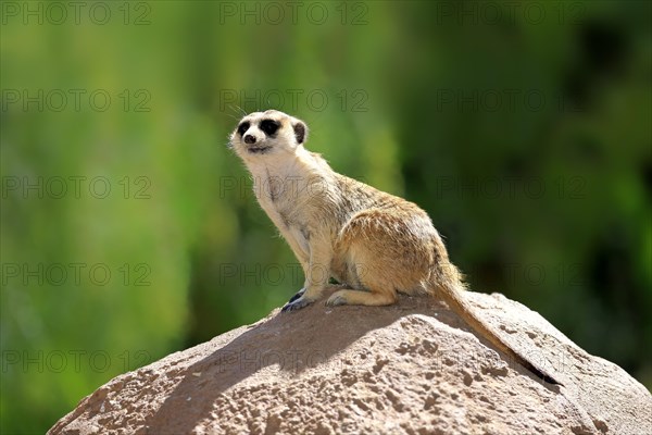 Meerkat (Suricata suricatta)