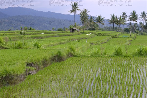 Rice paddies and rice terraces