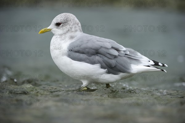 Common Gull (Larus canus) walking through shallow water