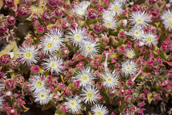 Ice Plant or Crystalline Iceplant (Mesembryanthemum crystallinum)