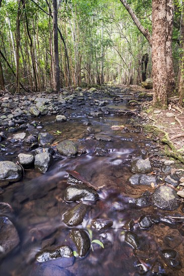 Creek in the forest