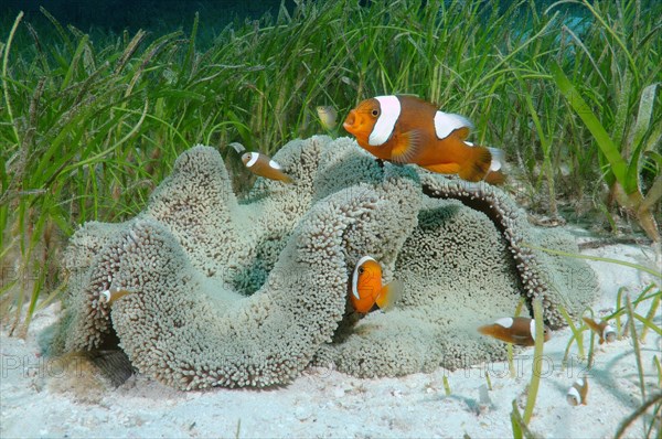 Saddleback Clownfish or Yellowfin Anemonefish (Amphiprion polymnus)