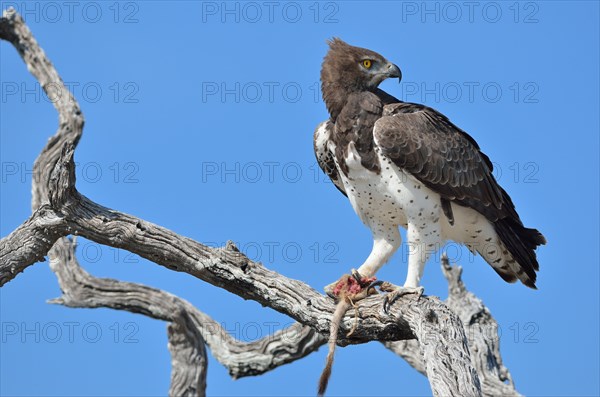 Martial Eagle (Polemaetus bellicosus)