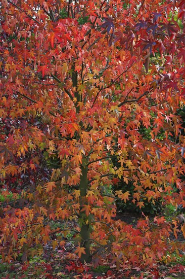 American sweetgum (Liquidambar styraciflua) in autumn colors