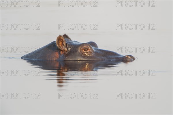 Hippopotamus (Hippopotamus amphibius)