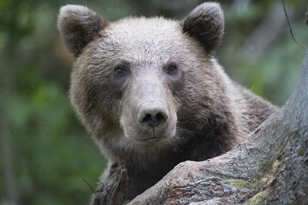 Brown bear (Ursus arctos)