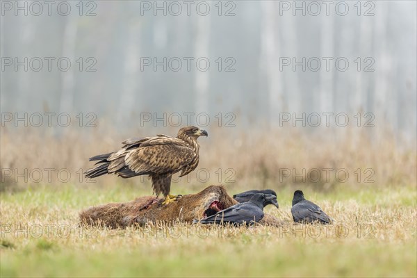 Young Eagle (Haliaeetus albicilla)