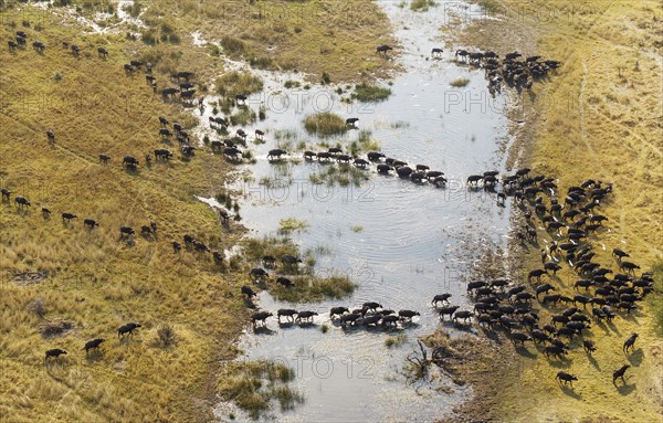 Cape Buffaloes (Syncerus caffer caffer)