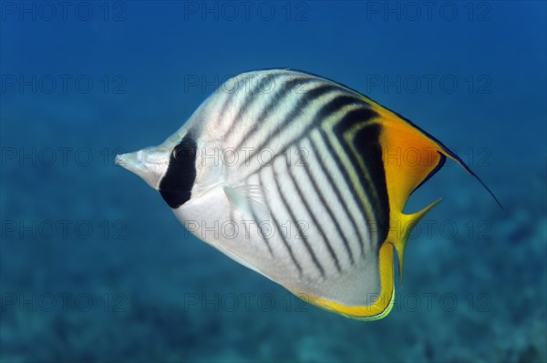 Threadfin butterflyfish (Chaetodon auriga)