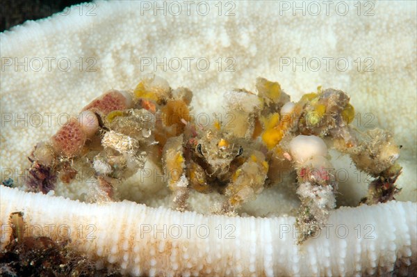 Spider Decorator Crab (Camposcia retusa)