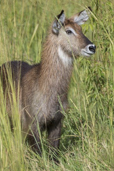 Defassa Waterbuck (Kobus ellipsiprymnus defassa)