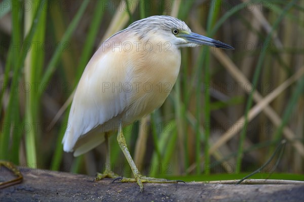 Squacco Heron (Ardeola ralloides)