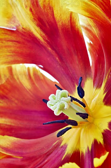 Parrot Tulip (Tulipa)