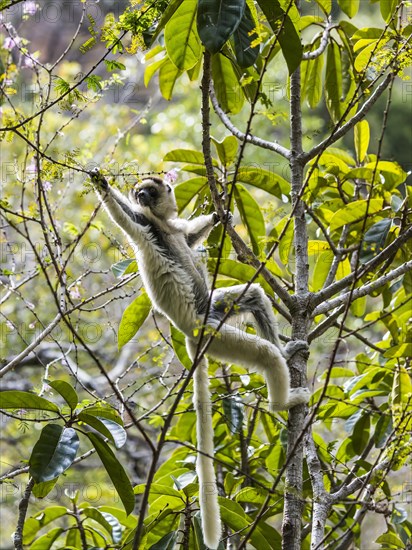 Verreaux's Sifaka (Propithecus verreauxi)