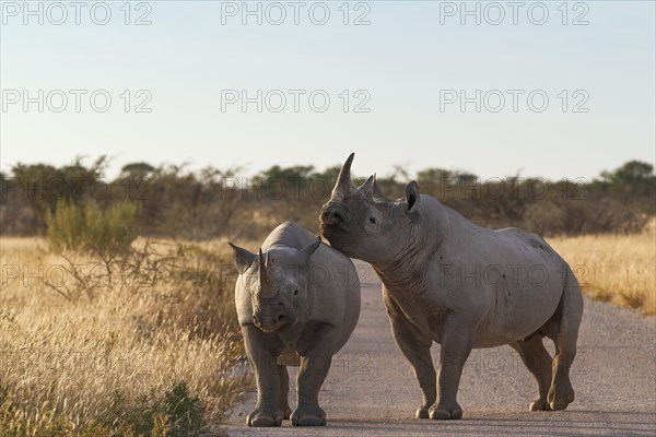 Black Rhinoceroses (Diceros bicornis)