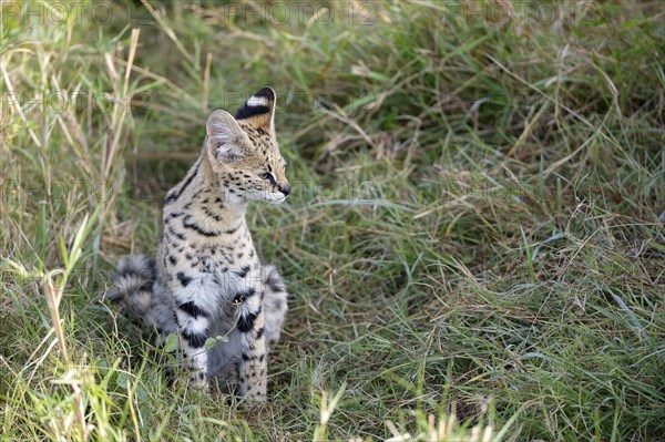 Serval (Leptailurus serval)