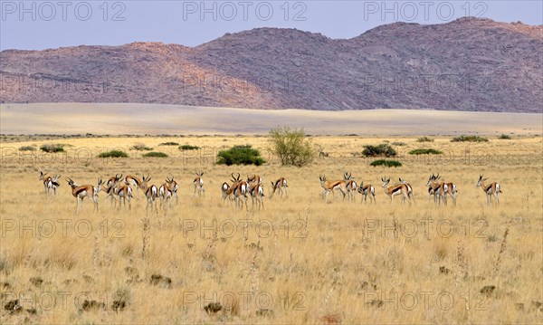 Springboks (Antidorcas marsupialis)