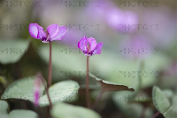 Eastern Cyclamen (Cyclamen coum)