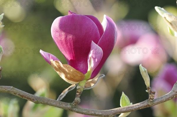 Flower of the tulip magnolia (Magnolia x soulangeana)