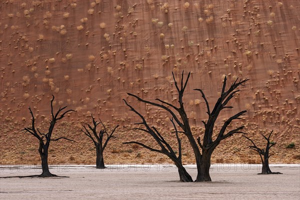 Dead camel thorn trees (Vachellia erioloba)