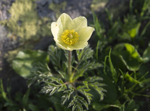 Alpine pasqueflower (Pulsatilla alpina)