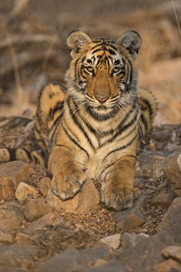 Sub-adult Bengal or Indian tiger (Panthera tigris tigris) resting on rocky ground