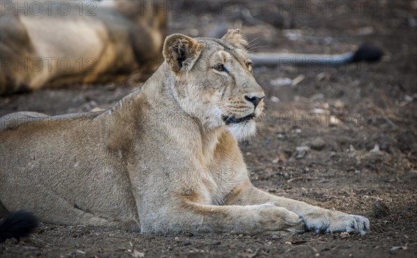 Asiatic lion (Panthera leo persica)