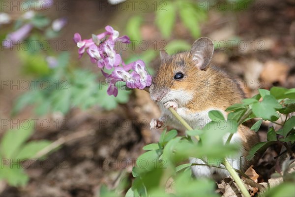 Yellow-necked Mouse (Apodemus flavicollis) feeding on Hollowroot (Corydalis cava)