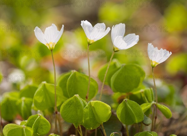 Wood Sorrel (Oxalis acetosella)