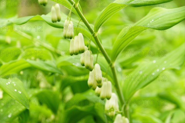 Solomon's seal (Polygonatum multiflorum) with raindrops