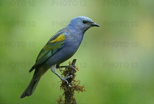 Golden-chevroned tanager (Thraupis ornata)