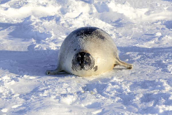 Harp Seal or Saddleback Seal (Pagophilus groenlandicus