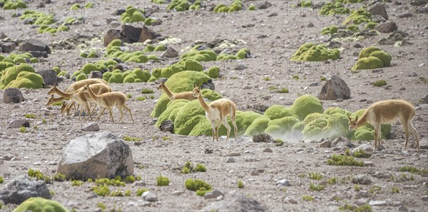 Vicunas or Vicugnas (Vicugna vicugna) with Yareta or Llareta cushion plants (Azorella compacta) at the back