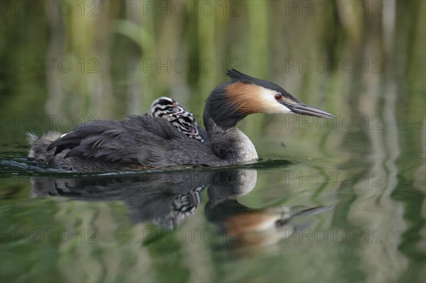 Great Crested Grebe (Podiceps cristatus)