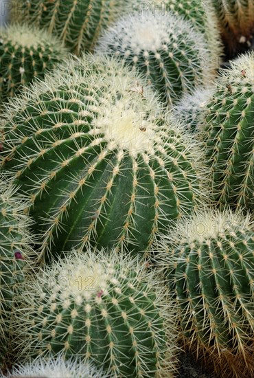 Golden Barrel Cactuses (Echinocactus grusonii)