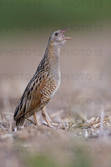 Corncrake (Crex crex)