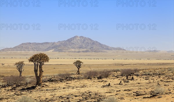 Quiver trees (Aloe dichotoma)