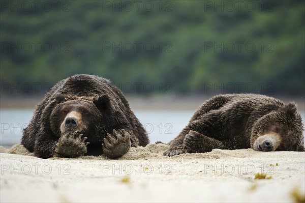 Two Brown Bears (Ursus arctos) sleeping next to each other in the sand