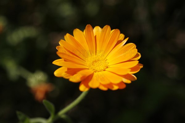 Marigold (Calendula sp.)