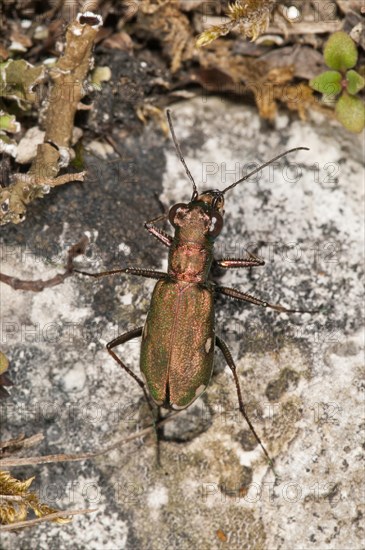 German Tiger Beetle (Cicindela germanica) smallest tiger beetle of Central Europe