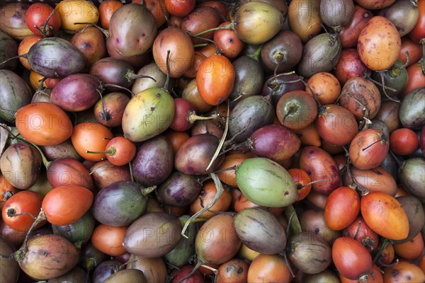 Tamarillo (Solanum betaceum)