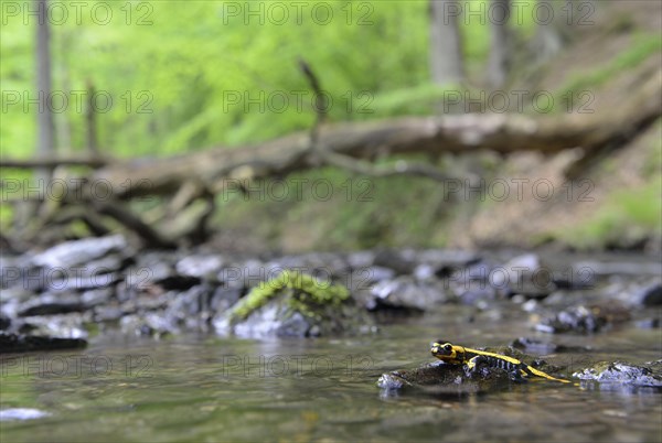 Barred Fire Salamander (Salamandra salamandra ssp. Terrestris) on a moss-covered stone in Stolberg