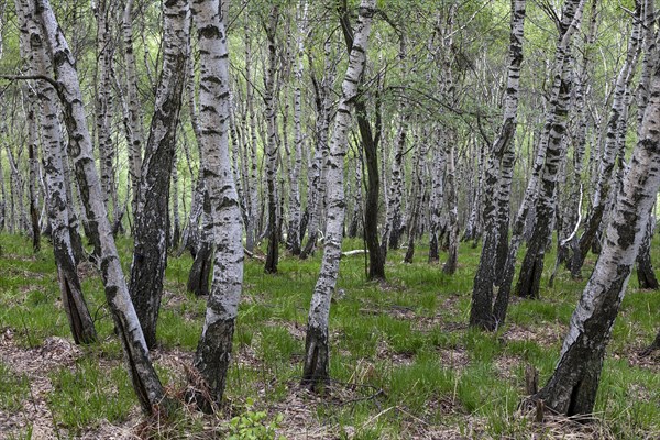 Birch (Betula)