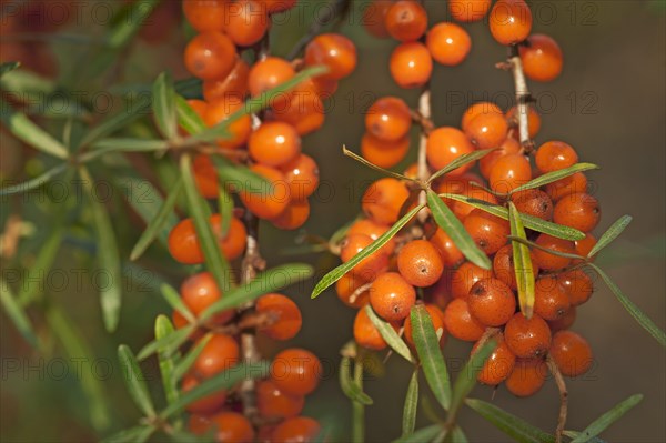 Fruits of the sea buckthorn (Hippophae rhamnoides) on the bush