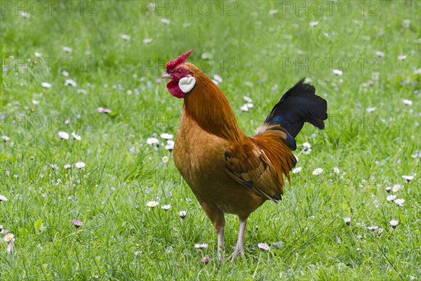 Bantam chicken (Gallus gallus f. domestica)