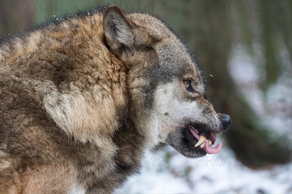 Wolf (Canis lupus)