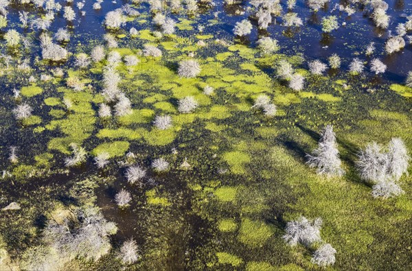 Dying Mopane trees (Colophospermum mopane) in a freshwater marsh