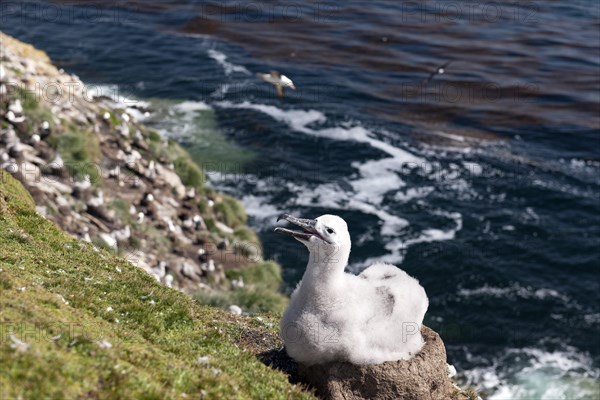 Black-browed Albatross (Thalassarche melanophris) chick on its nest