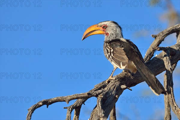 Southern Yellow-billed Hornbill (Tockus leucomelas)